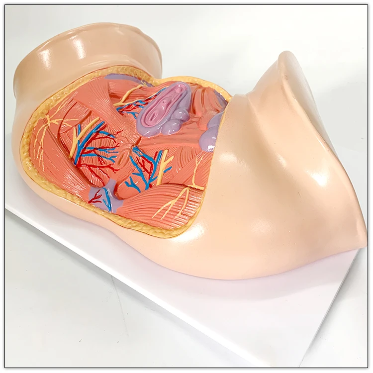 Female Perineum Shallow Muscle Blood Vessels and Nerves Anatomy Model
