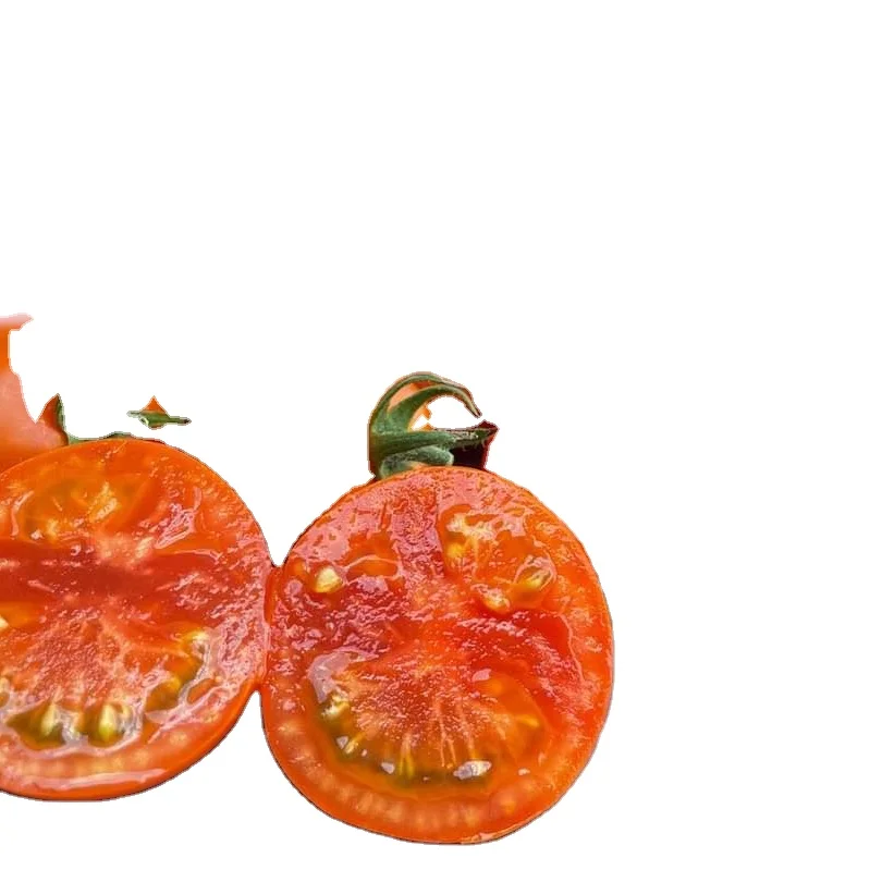 Fresh Cherry Quality Tomato Fresh Plum Tomatoes For Sale Export Oriented Wholesale Cheap