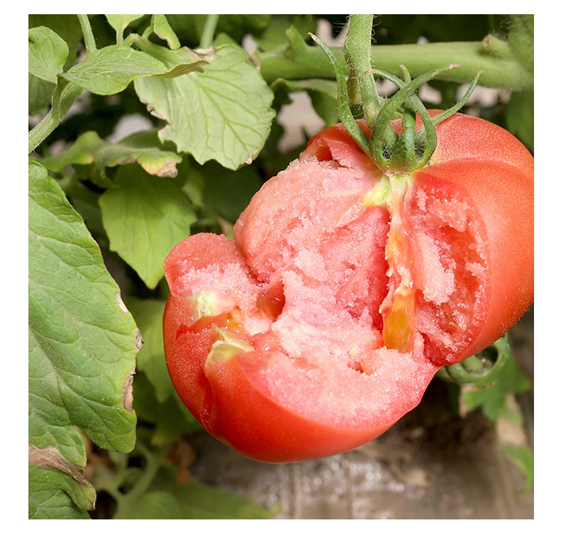 IQF Frozen Bulk Organic Half Tomatoes High Quality 18 30mm Dragon Cherry Red KOSHER Style Storage Cube Packing Sharp Mature Cut