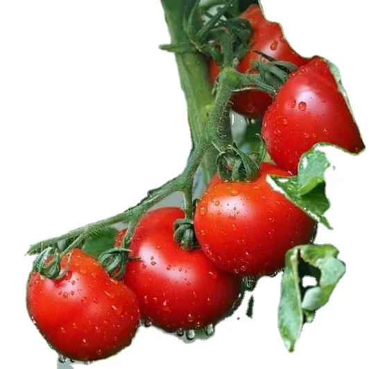 100% свежие