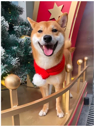 
Warm Winter Pet Dog Scarves Knitting Thicken Scarf Shawl Knit Collar Cat Christmas Scarf Grooming Accessories For Pets 