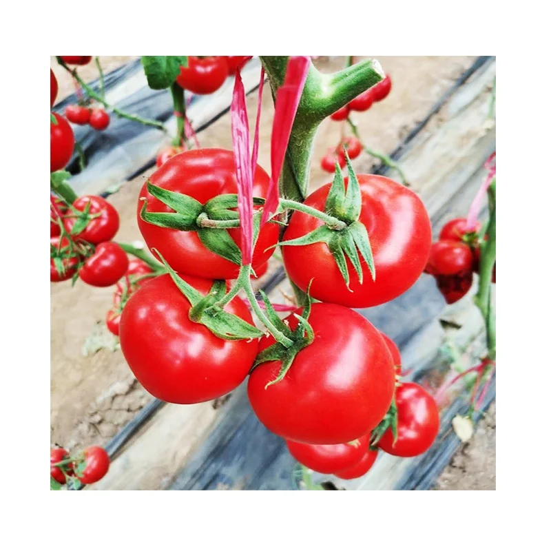 
Dutch resistance TY the uncertain seeds of tomato f1 of the virus 