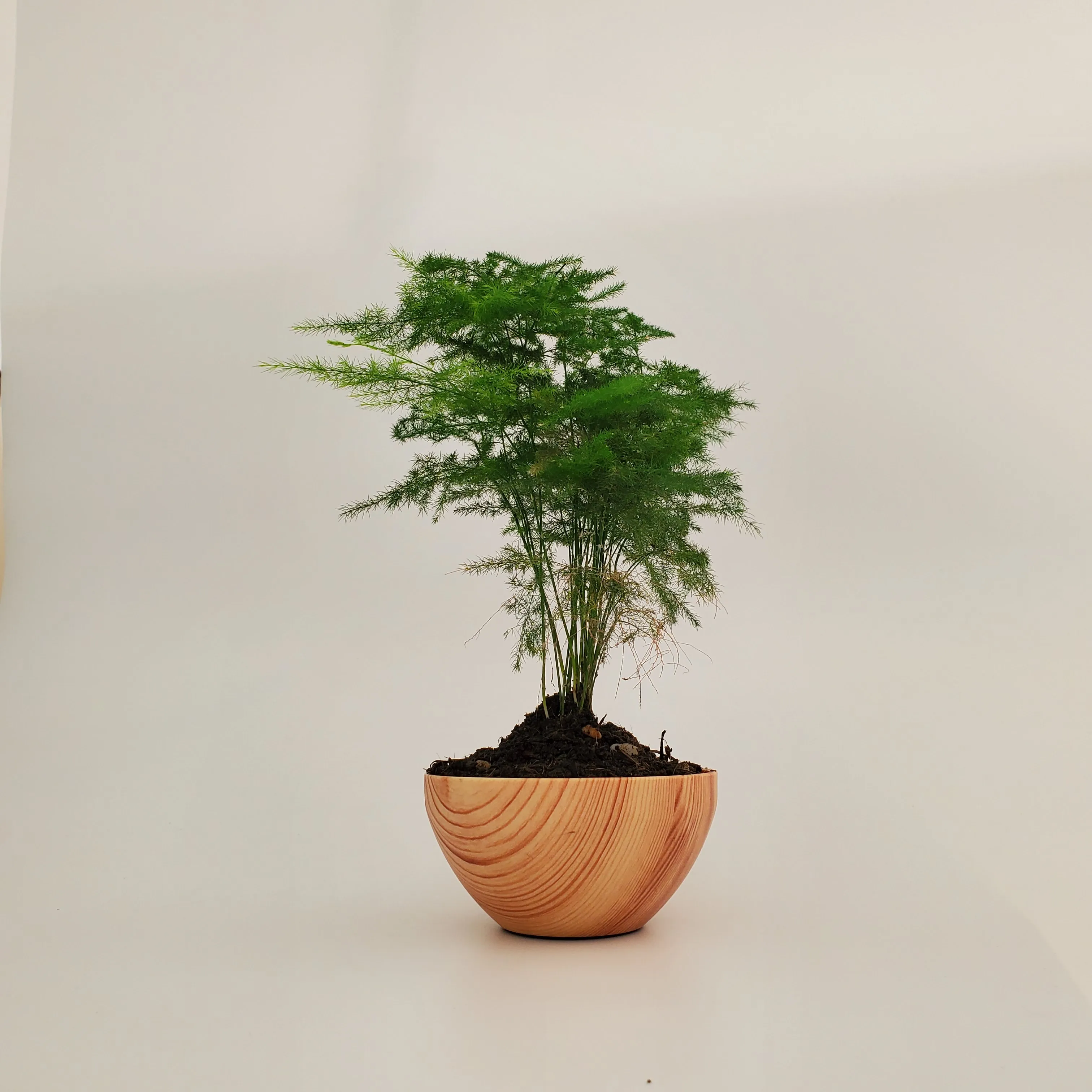 HCNT Magnetic Levitating Wooden Bonsai Floating Flower Pot Modern and Creative Gift for New Year&Birthday or Indoor Decoration