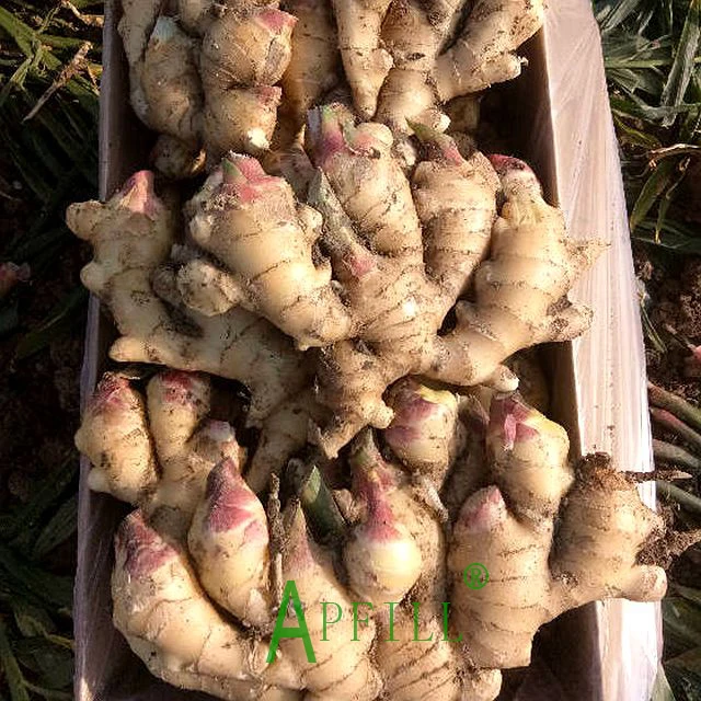 China Fresh king of Ginger 150g/250g up 5kg/10kg/30LBS PVC Box sinofarm Ginger wholesale price per ton for importers of ginger