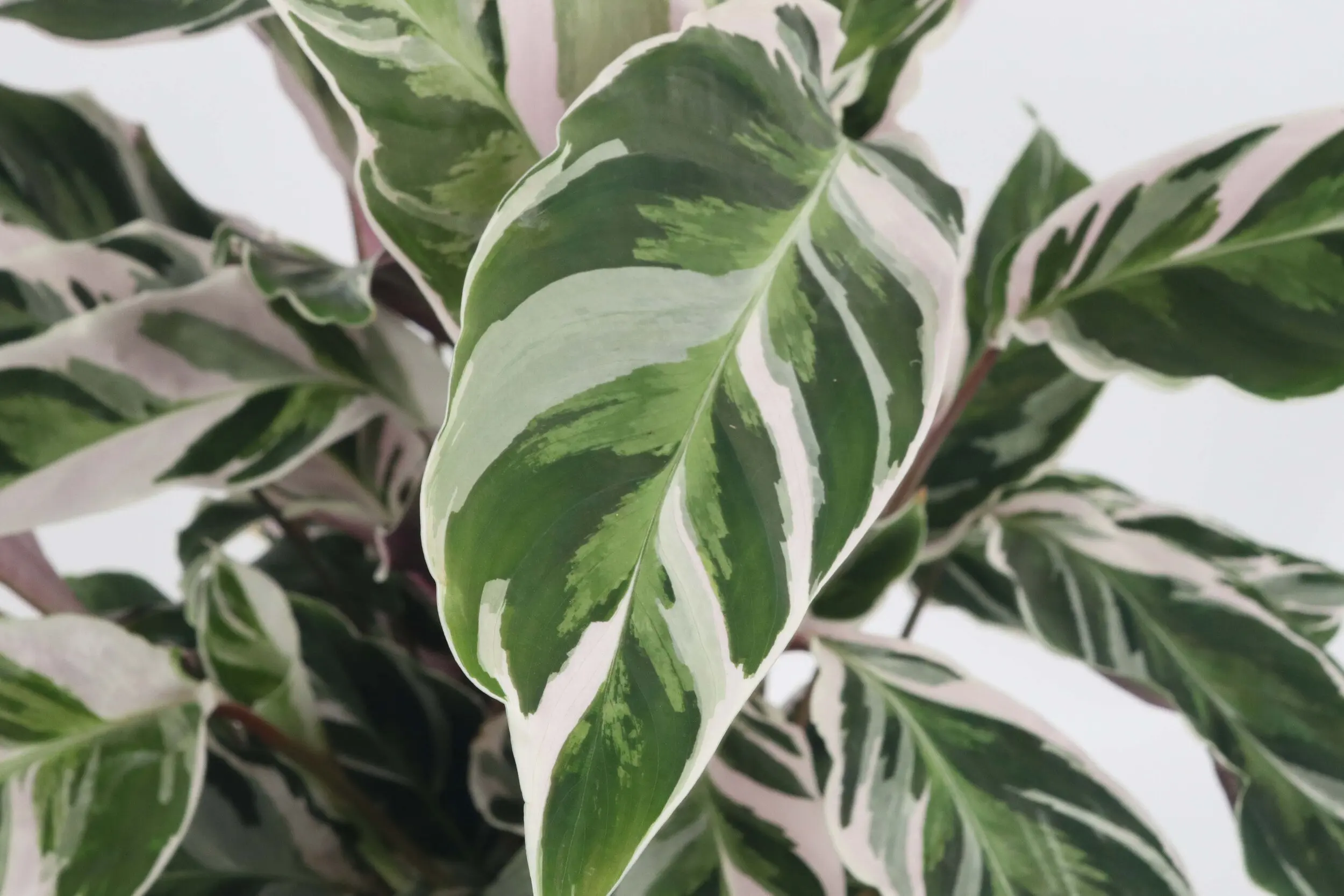 Прямая продажа с завода высококачественные древесные растения Calathea Fusion White для домашнего