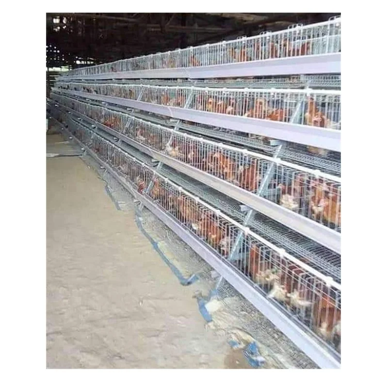 LAYER CHICKEN CAGE (FACTORY)