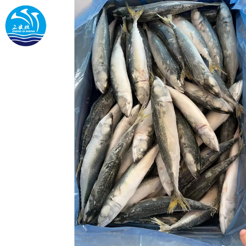 Seafood  manufacturer  Wholesale Fresh frozen Light catching IQF mackerel fish
