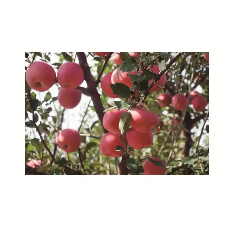 Cheap Price 2021 New Fresh Fruits Red Fuji Apples From China