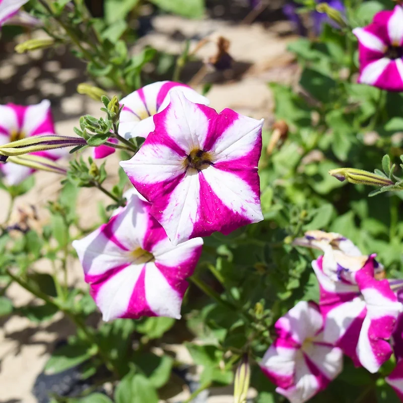 
Hot cheap Petunia Hybrida flower seeds 