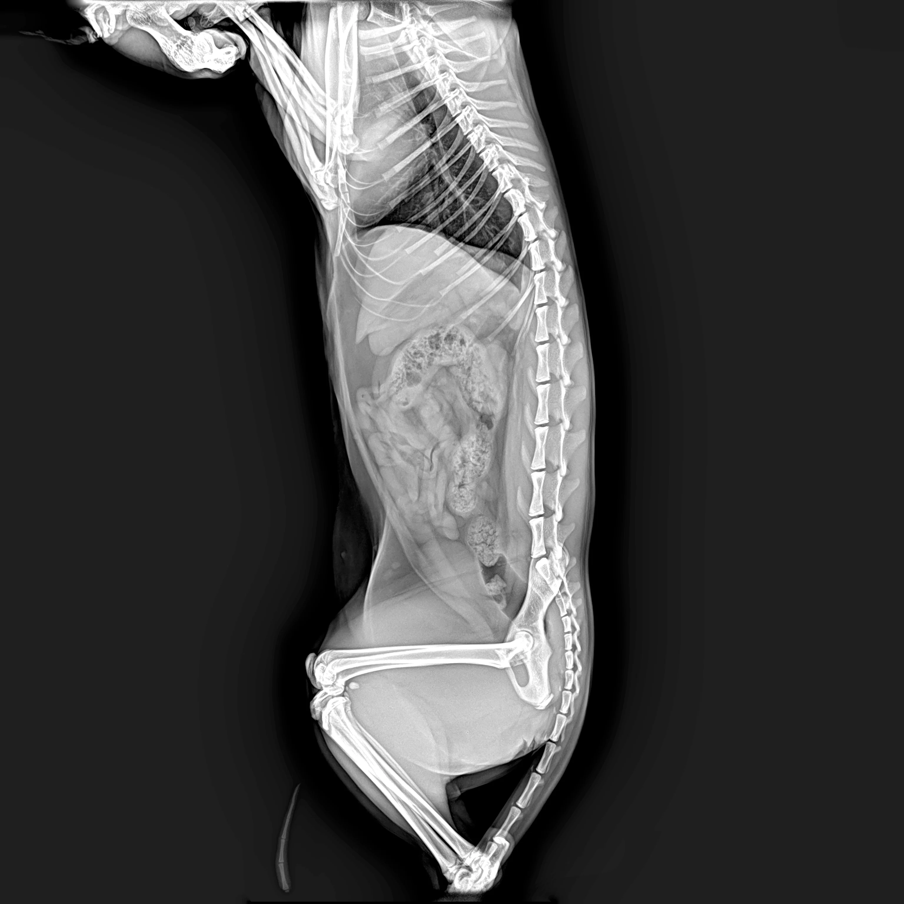 1717 Portable a-Si Digital Veterinary equipment X ray flat panel detector Mobile Radiography Machine for  horse farm animals