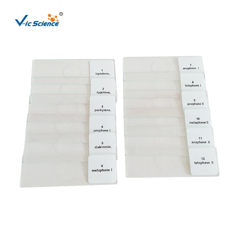 Stained and clear botany plant disease prepared slides microscope slides for medical science