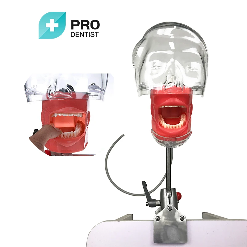 Dental Simulator Nissin Manikin Phantom Head Dental Phantom Head Model Bench Mount for Dentist Education