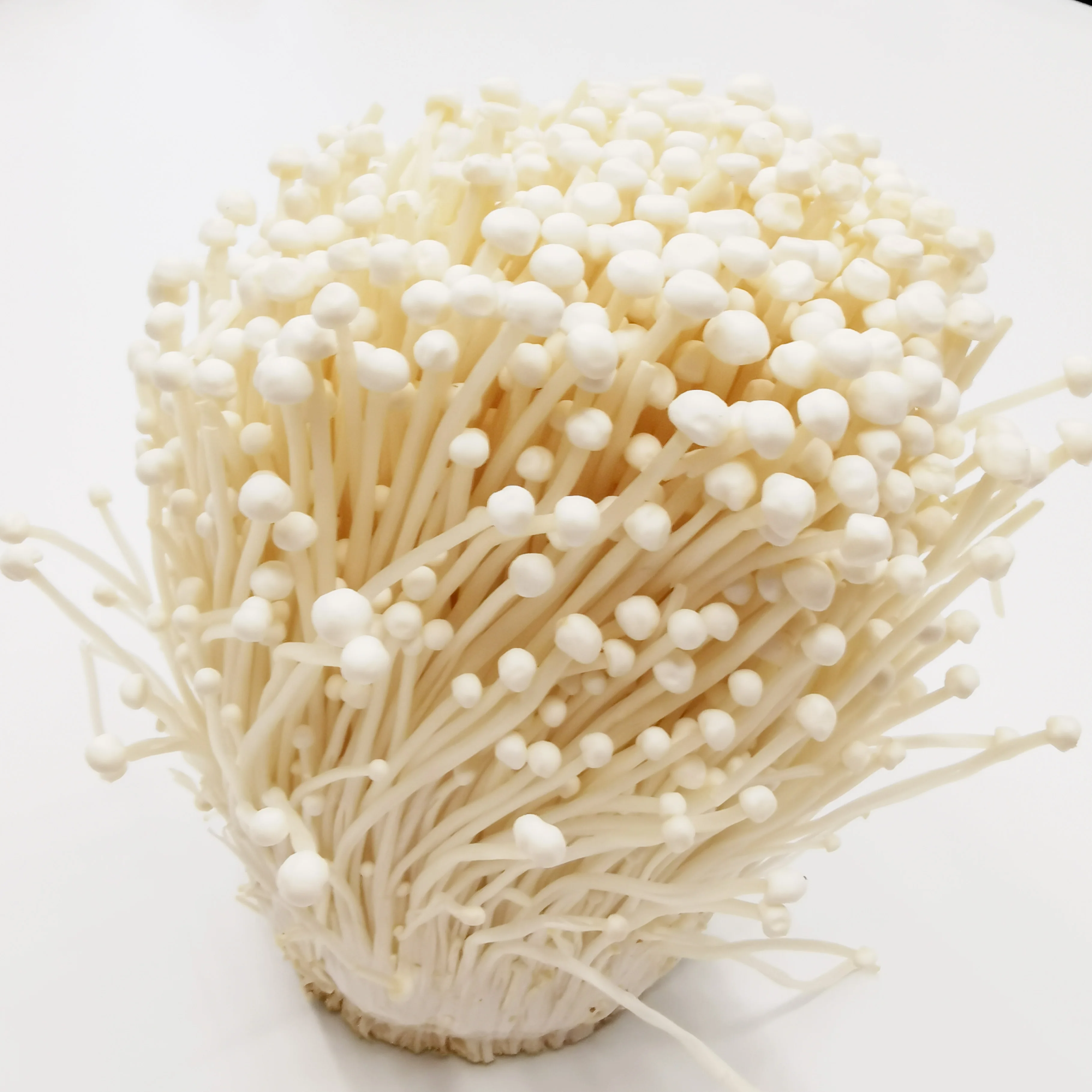 
Import and export of natural cultivated high-quality enoki mushrooms 