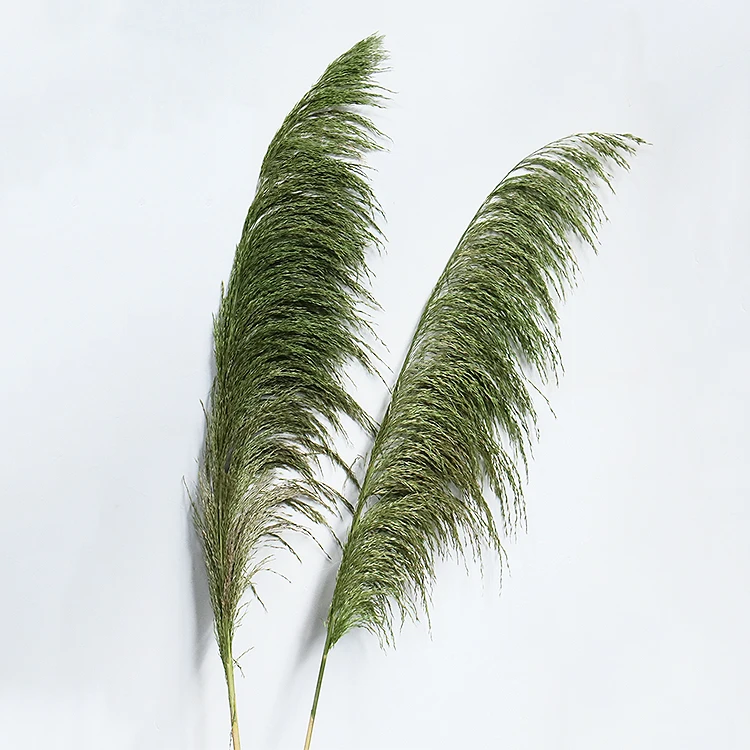 GH-47 Amazon source manufacturers cheap wholesale natural dried flowers hardcore reeds wedding decorations decorative flowers