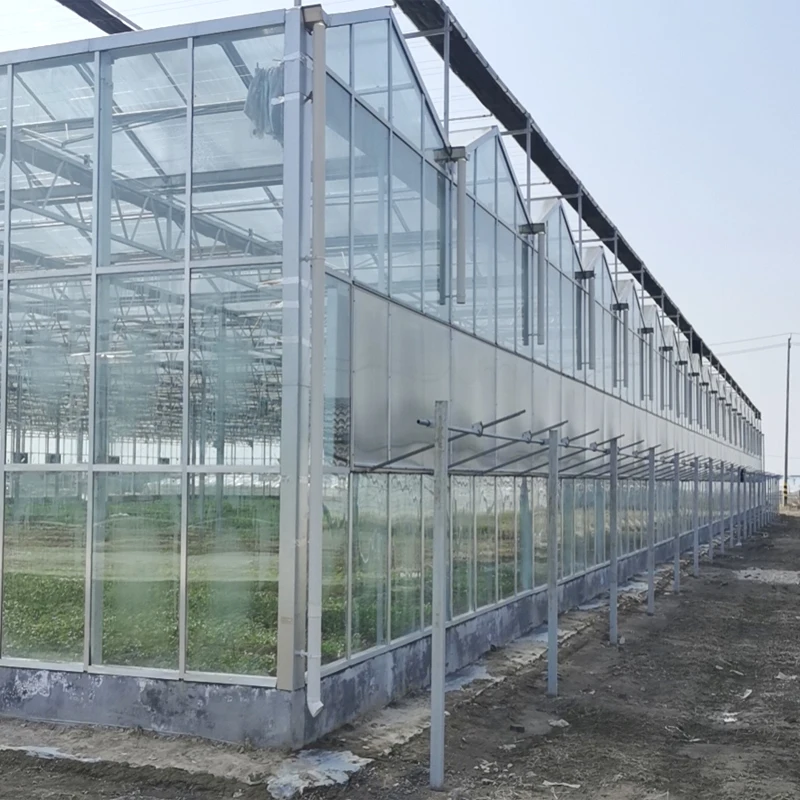 Cheap Agriculture Multi-Span Glass Greenhouse Hydroponic Greenhouse For Sale