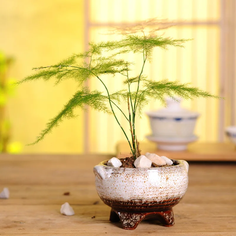 Pots Plant Pots Succulents  bonsai pots for home decoration