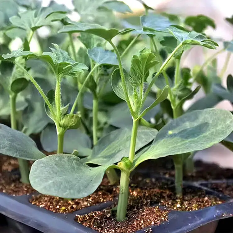 Professional Seed Tray Plant Cells Seeding Flat Germination Seedling Plug Trays