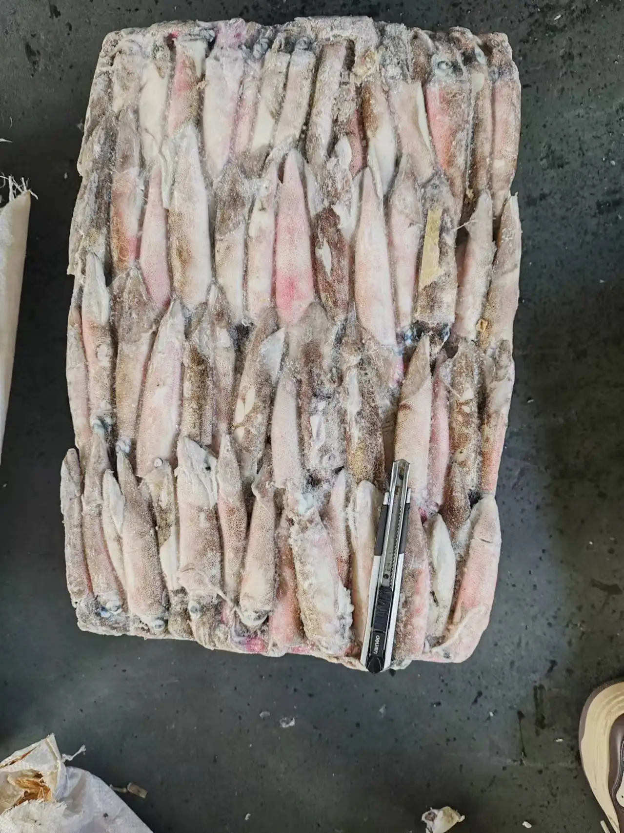 Good quality Loligo chinensis Frozen  loligo squid whole round squid whole round