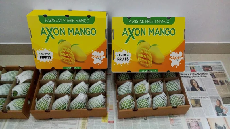 
china mango production in india 