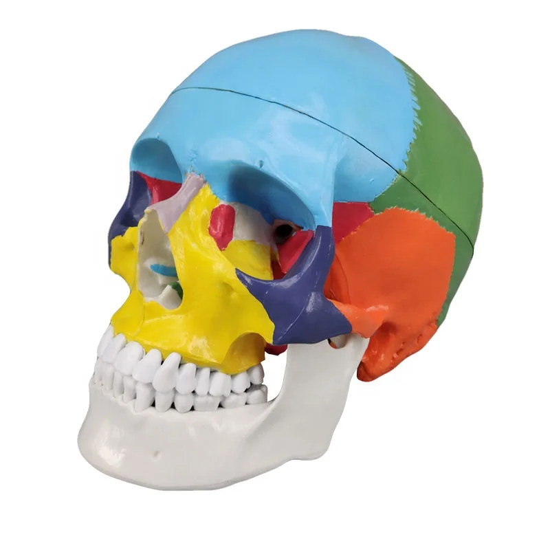 Colored Life-Size Plastic Medical Anatomical Human Skull Model For Sale
