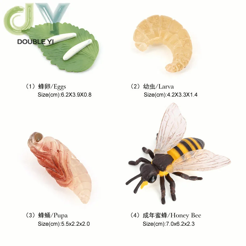 Simulated animal models insects butterflies bees frogs spiders ladybugs snails small animals growth cycle toys