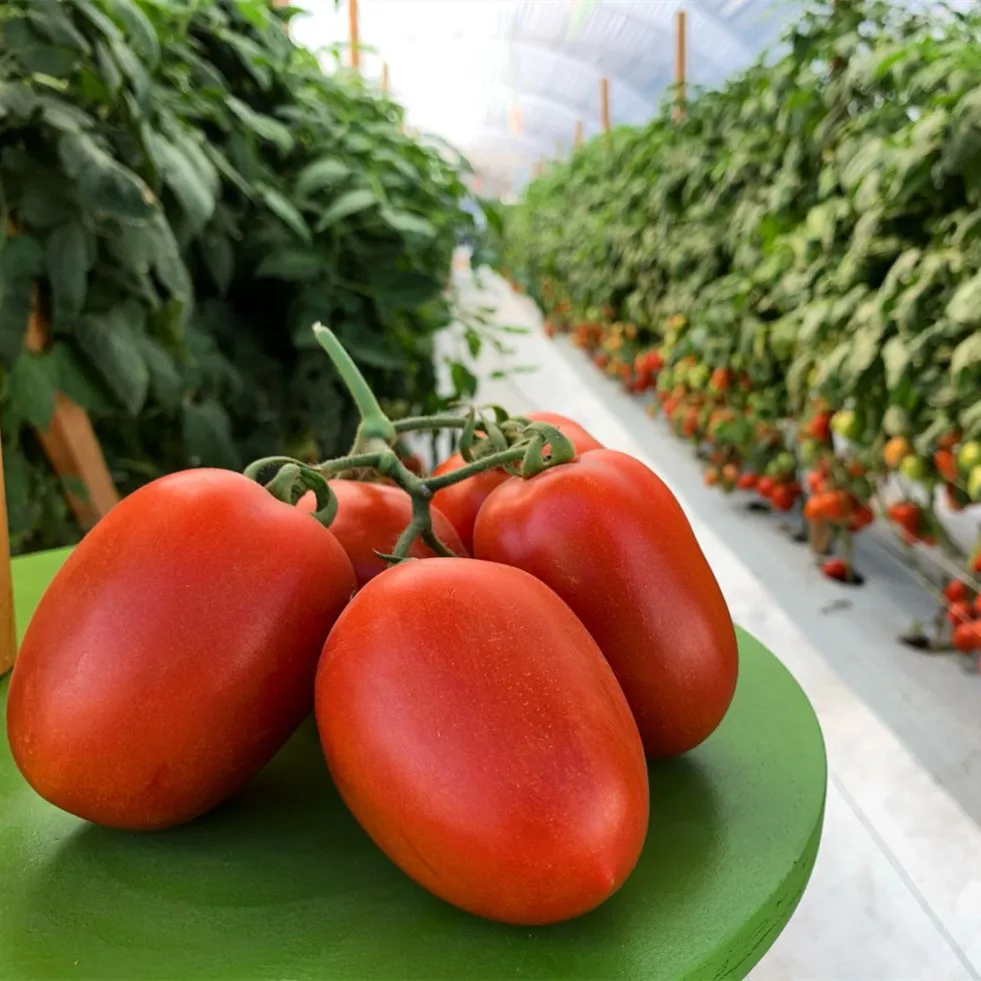 ПУ 09 высокопрорастающие гибридные F1 семена томатов с красными рома фруктами для посадки