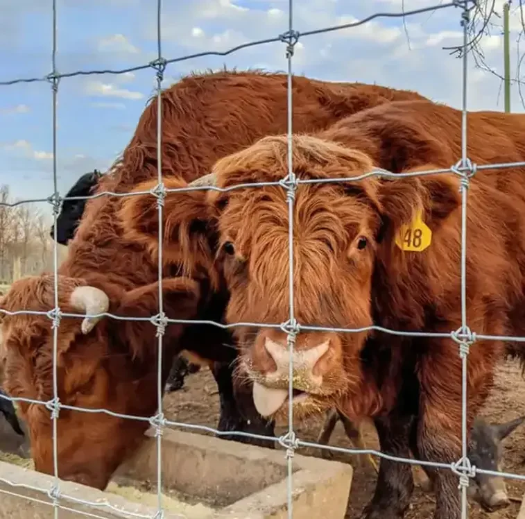 Hot Sale Protective Farm Fence Livestock Sheep Lowes Wire Mesh Steel PVC Galvanized Cattle Trellis Included Rolled Packaging