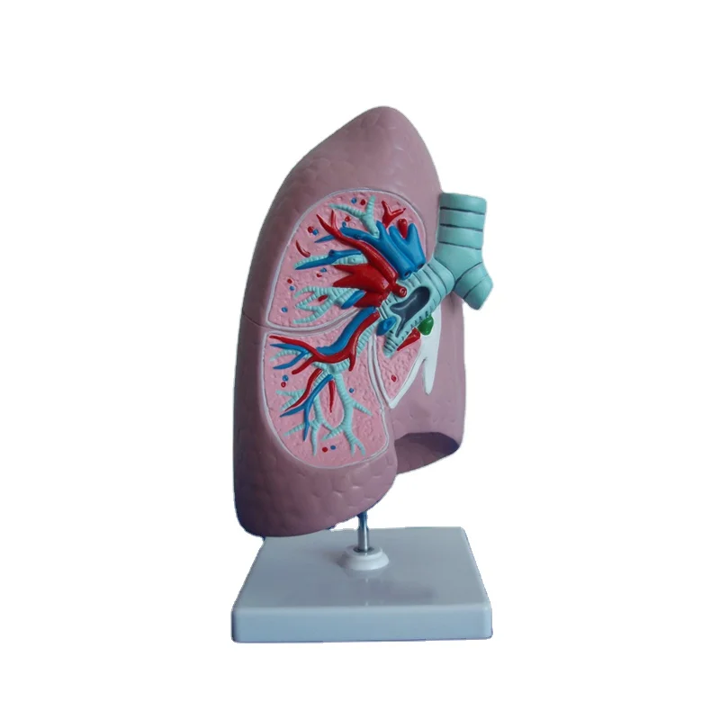 pulmonary bronchial model lung anatomy medical teaching model human body anatomy model