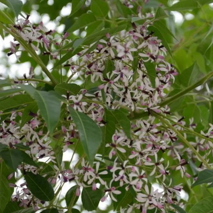 2021 fresh High quality Melia azedarach tree seeds/New pick seeds for