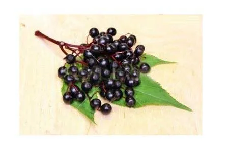 Экстракт Можжевельника Порошок экстракт Ягоды