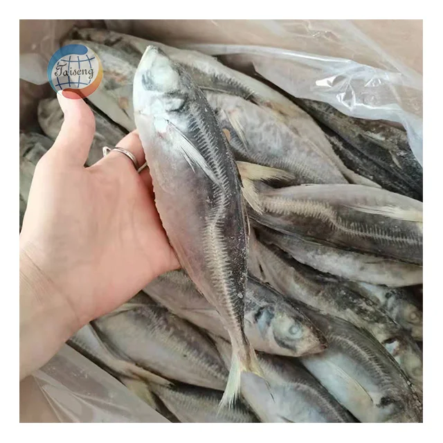 Цена за замороженные морепродукты рыбу Ангола Конская