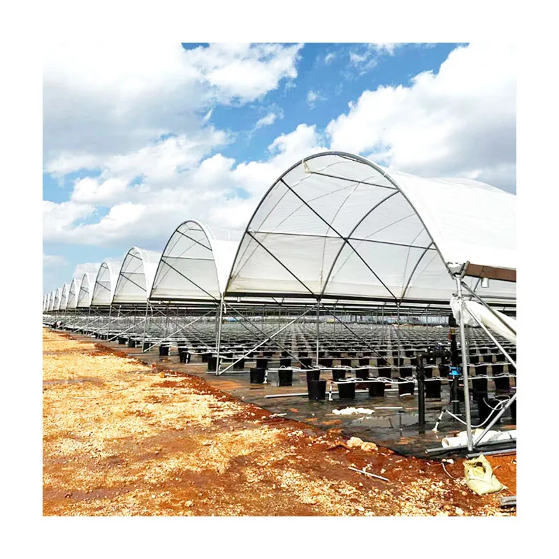 Film multi-span rain shelter greenhouse build a simple shed for vineyards plant blueberry rain shelter greenhouse