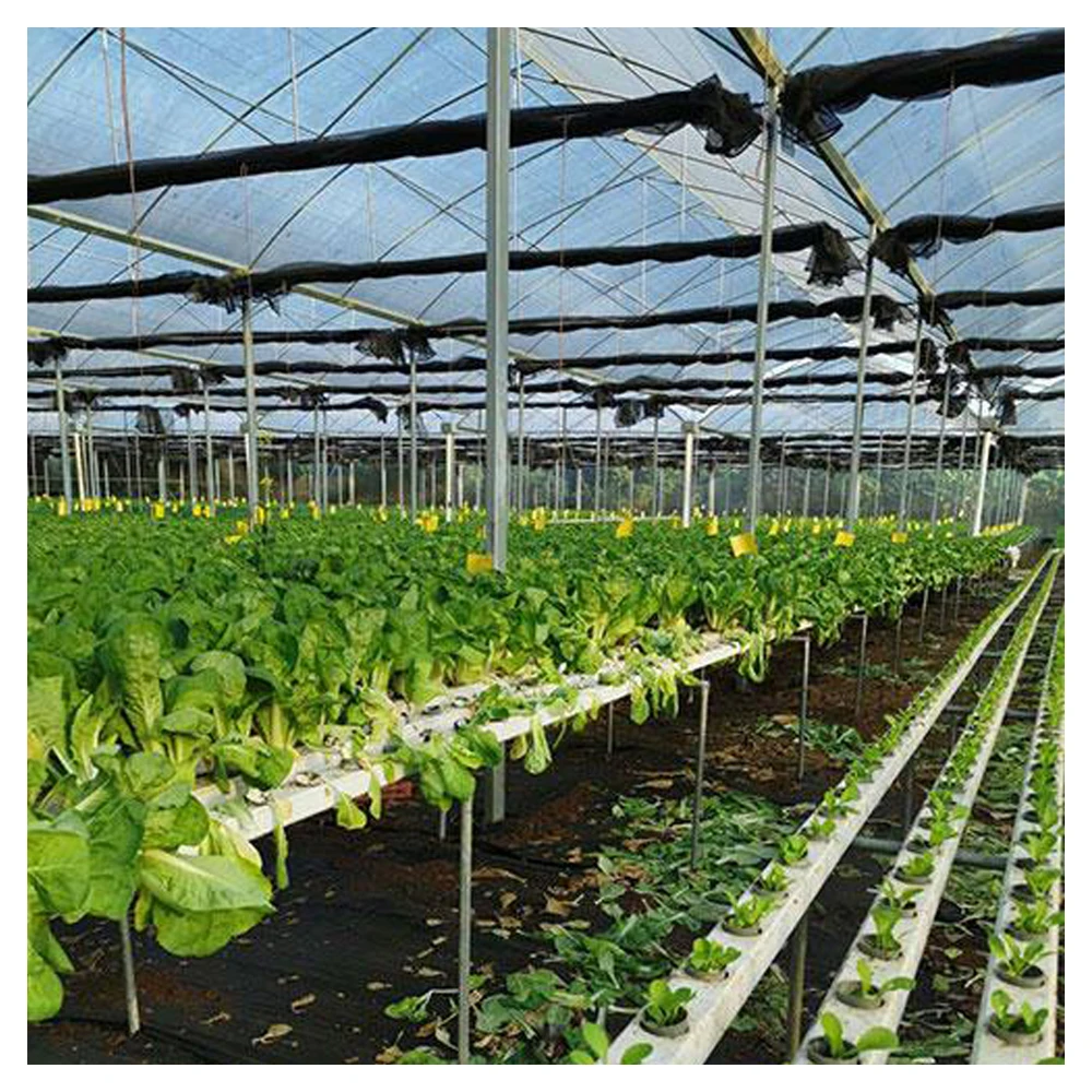 Hot sale hot-dip galvanized steel intelligent glass greenhouse for tomato growing