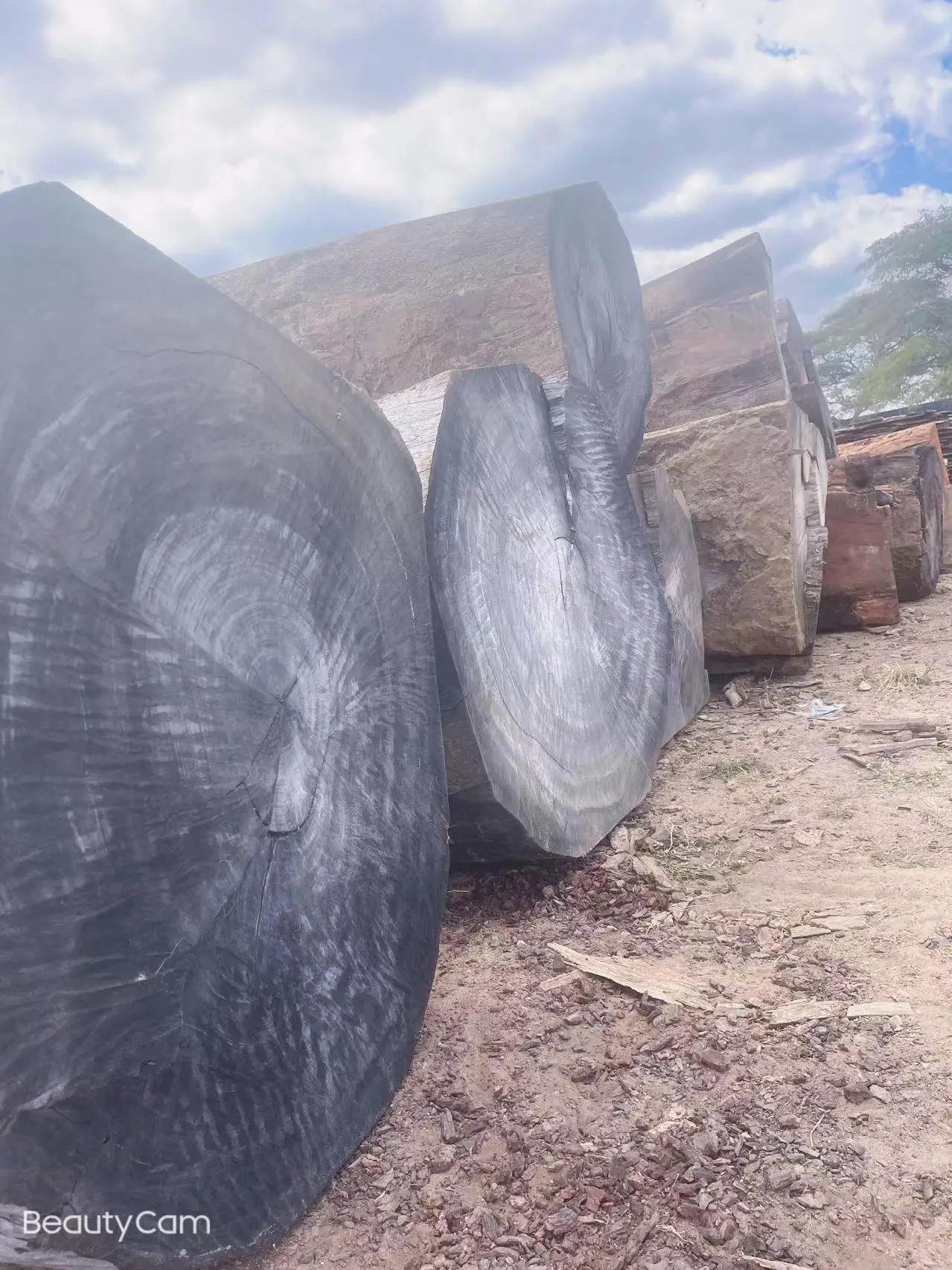 Большая древесина для продажи Mussibi/musиздавское круглое дерево из Замбии, высокое качество по низкой цене