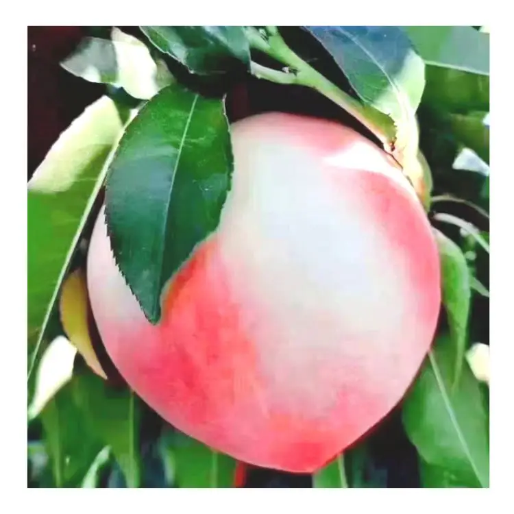 Прямая поставка с завода цена Китайский Пекин № 7 свежий персик