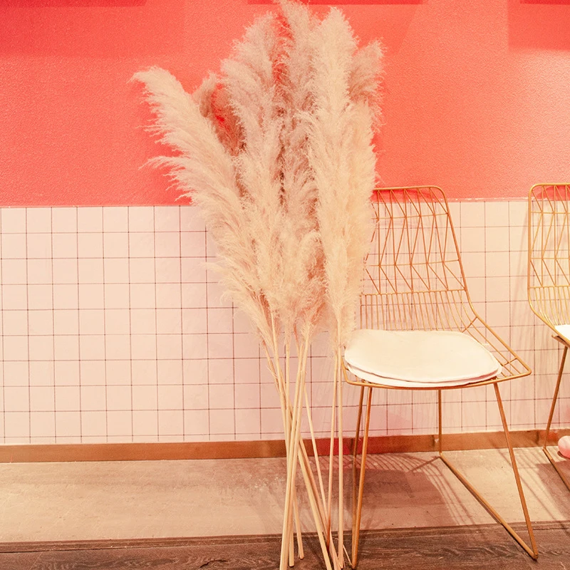 Pampas for Flower Arrangements Home Decor Grass Minimalist Decor Farmhouse Decor Natural Dried Flower Boho Easter 150cm 200cm