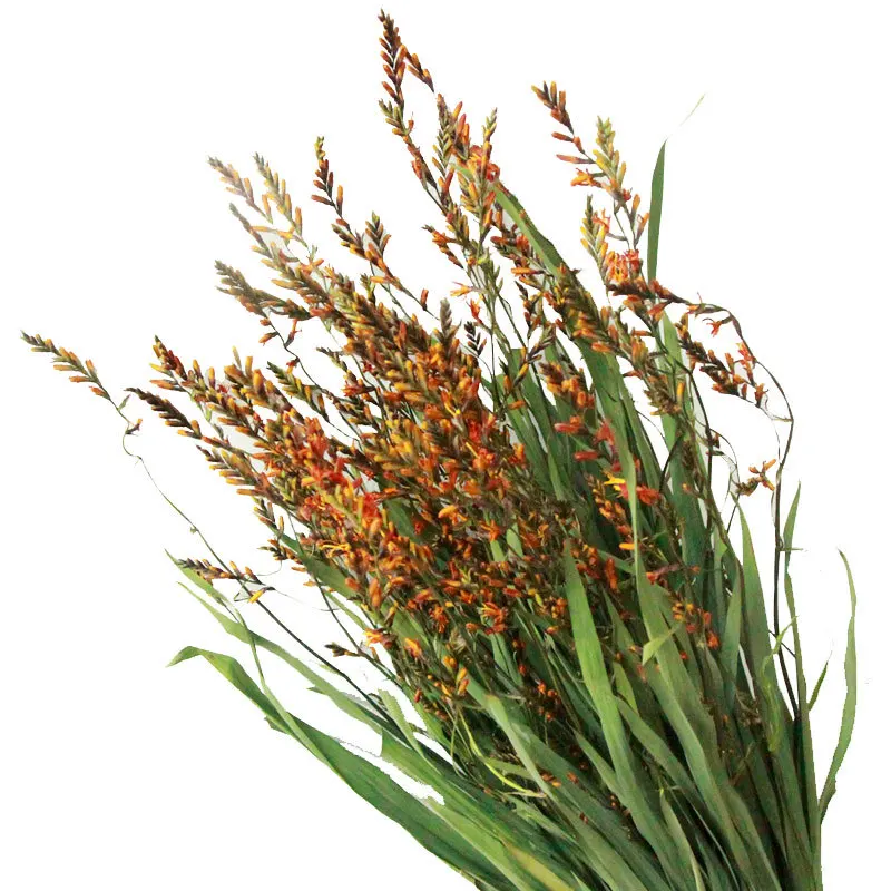 Indoor Flower Arrangement Flame Orchid Natural Dried Flower Bouquet Dried Flowers And Plants