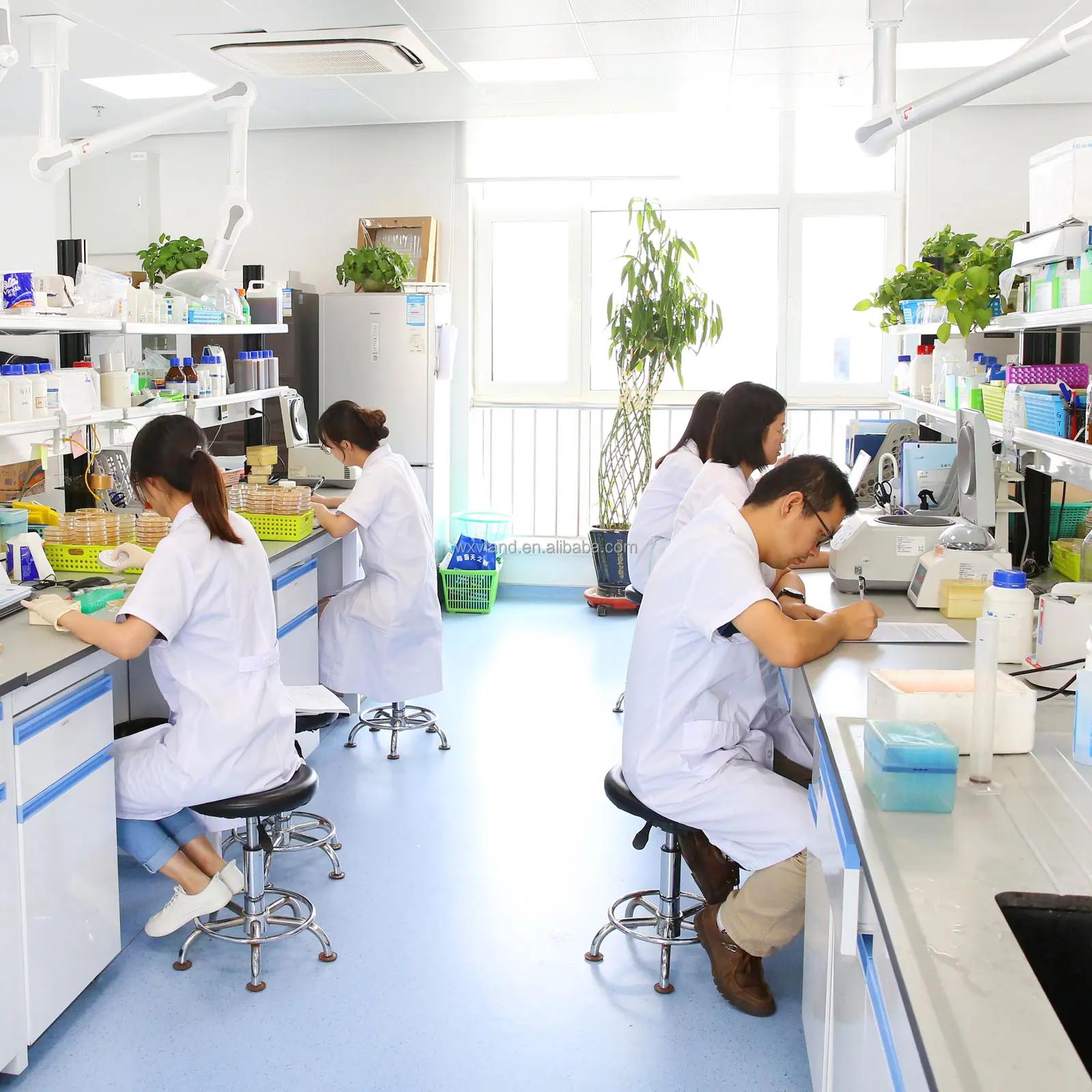 Lactase Enzyme High Activity Food Additives