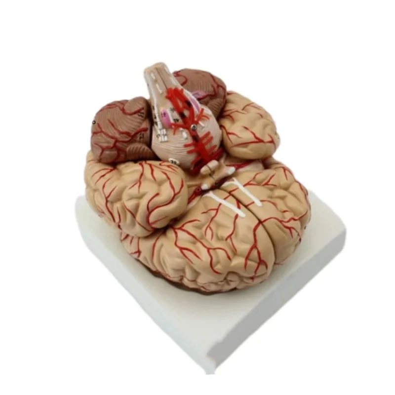 Human Life Size brain anatomy model Medical Set 9Parts Budget Brain Arteries Model Anatomy