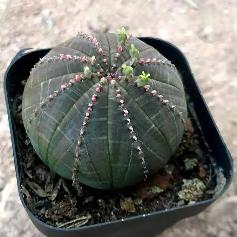 
3-4cmCactus Bonsai for nursery Cactus plant for home decoration Euphorbia obesa 