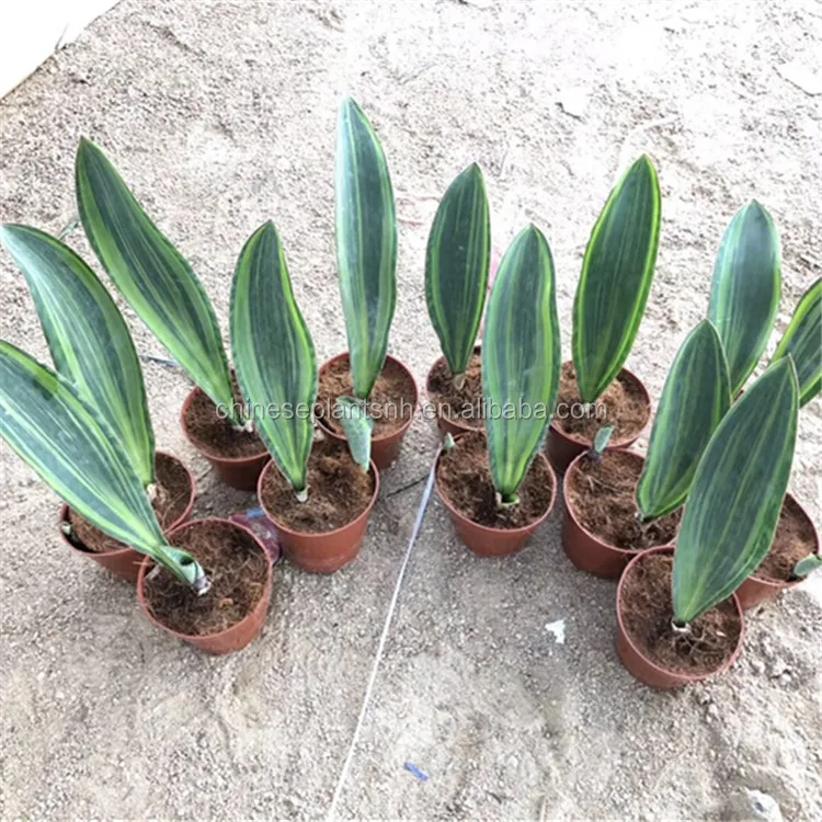 
 Все типы растений sansevieria snake  