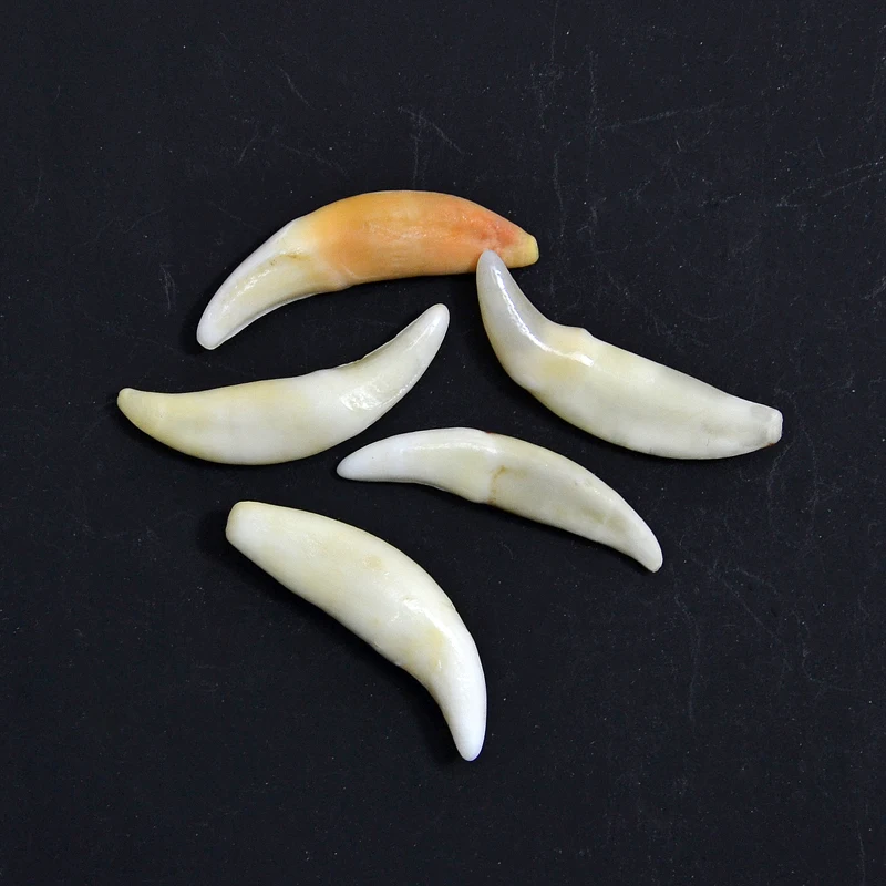 YZ002 Tibetan style Fake wolf bone beads Jewelry accessories natural DIY beads Unperforated Teeth beads for jewelry making