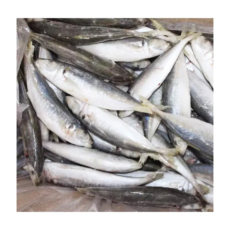 Hot Sale for Southeast Asia Frozen Round Scad Mackerel Fish with Stable Supply and Competitive Price