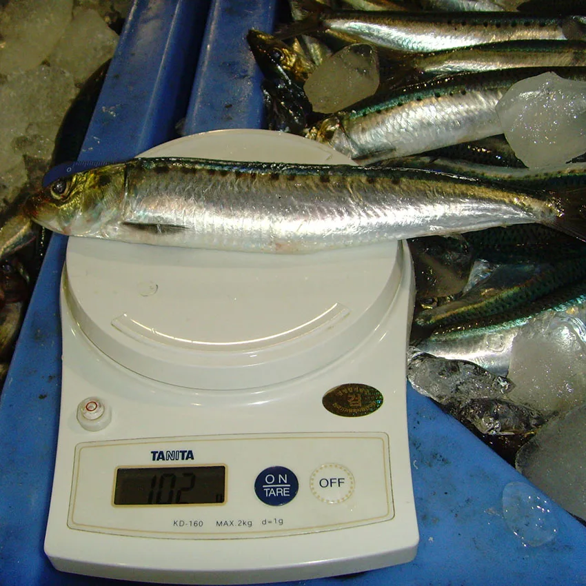 Korean Wholesale Best Selling Supplier Delicious Natural Frozen Seafood Fish Fishing Bait Sardine Fish for Bait