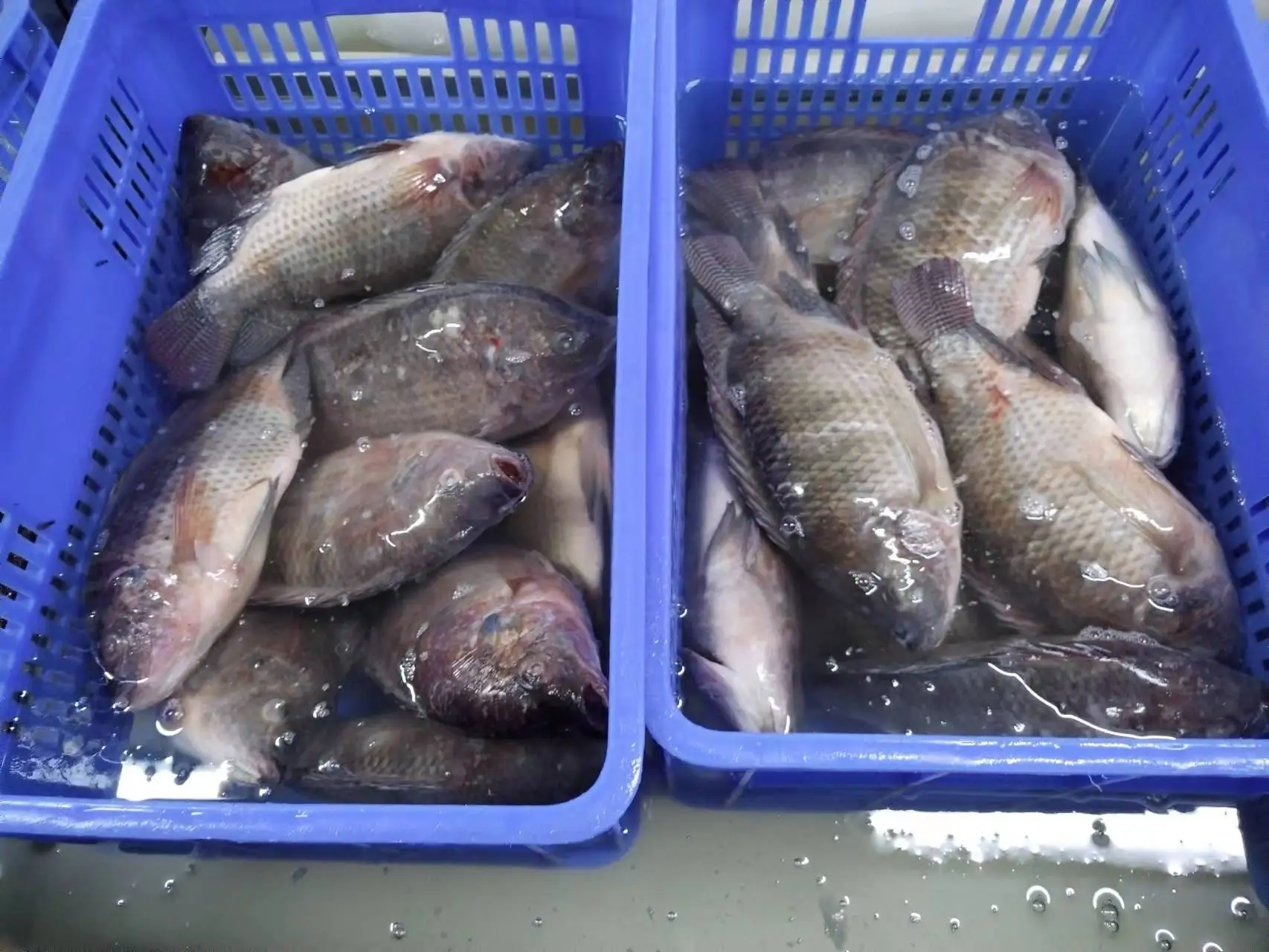 China live Frozen Fresh Black Tilapia Fish Wholesales  Round For Sale