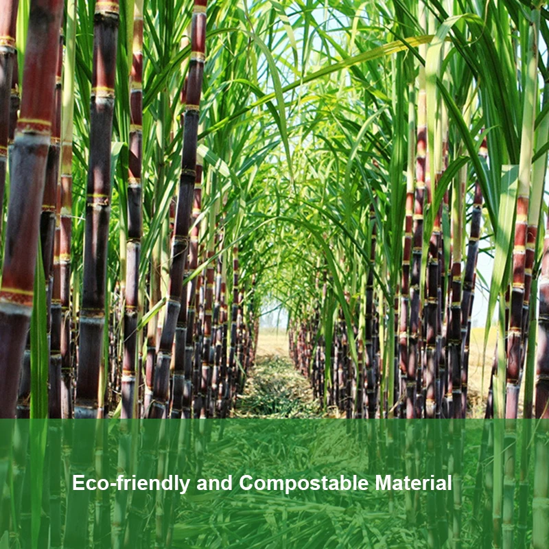 10.25inch 5 Compartment Biodegradable Sugarcane Bagasse Disposable Hospital School Lunch Paper Pulp Tray