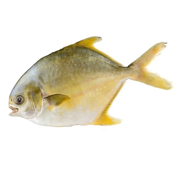 China Seafood Fish pompano Pomfret Fish Frozen Whole Round Golden Pomfret Fish  300G- 400G