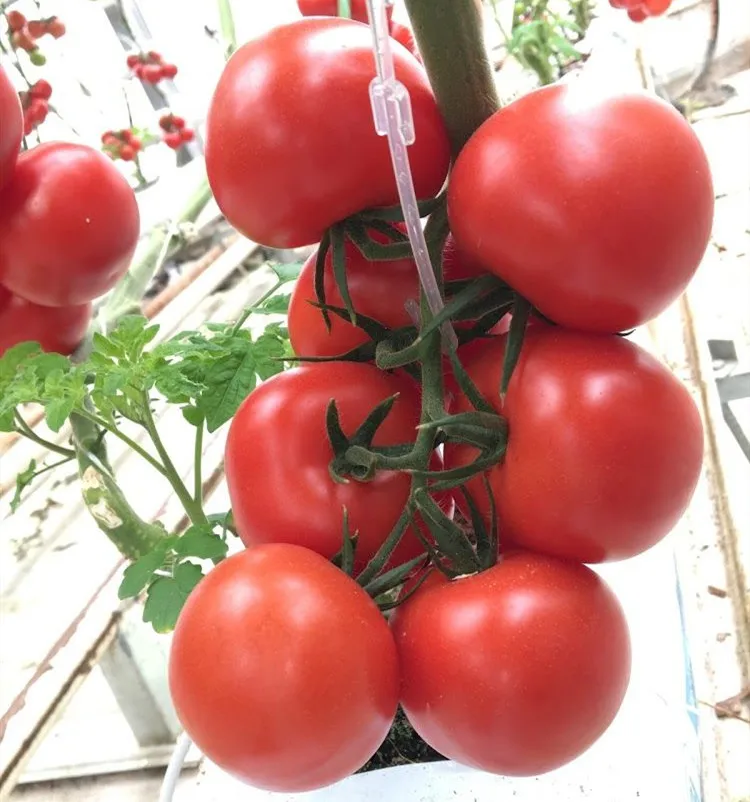 1TY-Resistant Indeterminate Hybrid F1 Tomato