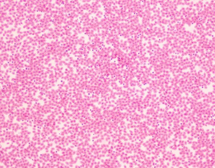 Biological Microscopes Slides Middle School Student Gift Teaching Resource 10 pcs Set Zoology Prepared Slides