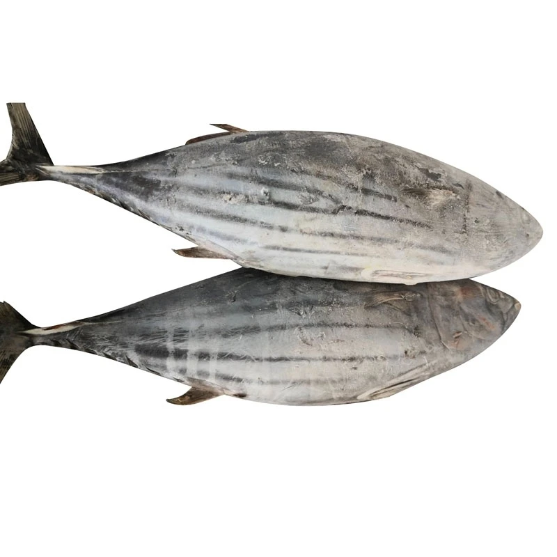 
skipjack tuna frozen for fish fillet IQF tuna block Frozen Seafoods Raw Material Skipjack Tuna for Japan 
